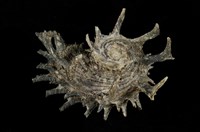 藏品(帝王棘冠螺)的圖片